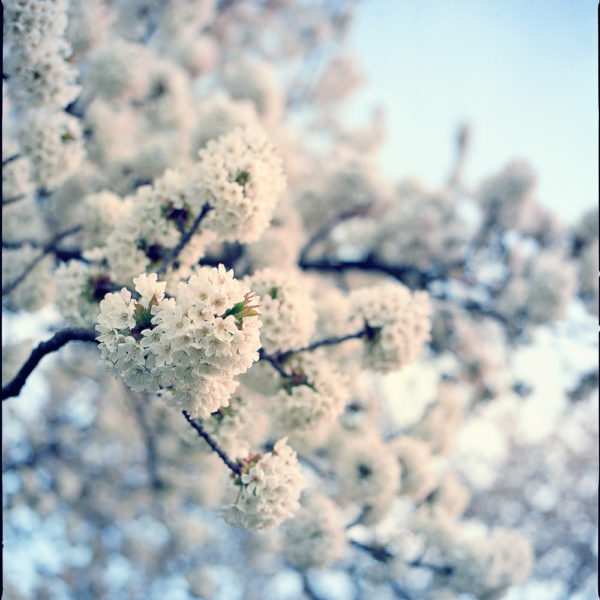 Persönliches Projekt: Nature's Melody (analog Mittelformat & digital)